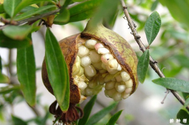 石榴为什么会裂皮？石榴裂果是什么原因？附图片