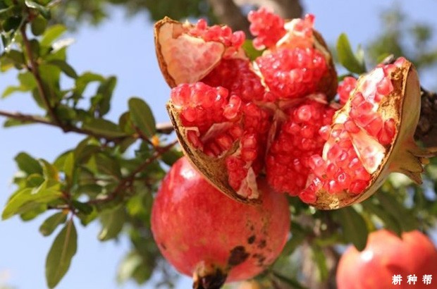 石榴为什么会裂皮？石榴裂果是什么原因？附图片