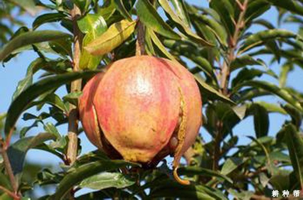 石榴为什么会裂皮？石榴裂果是什么原因？附图片