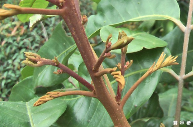 如何促进龙眼花芽分化？
