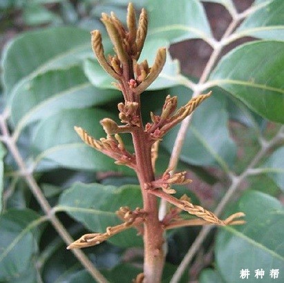 如何促进龙眼花芽分化？