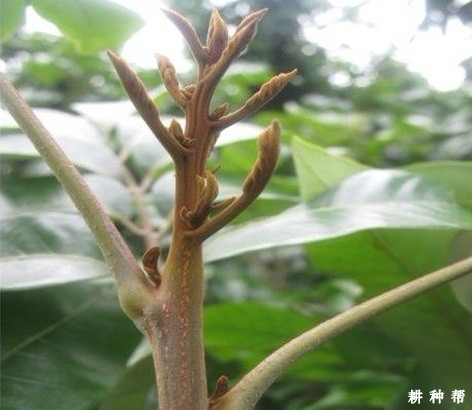 如何促进龙眼花芽分化？