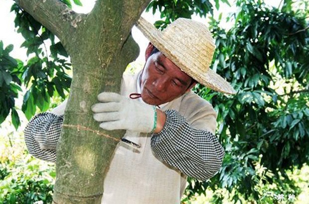 龙眼树为什么要环割？