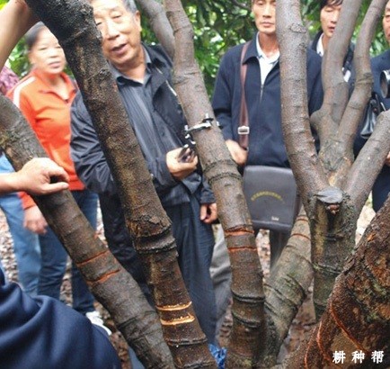 龙眼树为什么要环割？