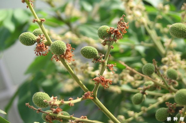 龙眼能用什么叶面肥？