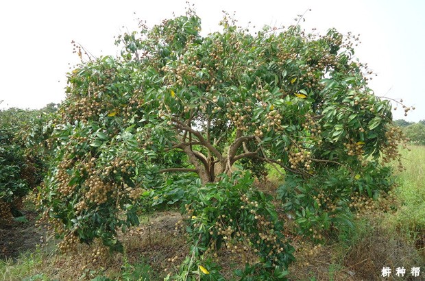 龙眼能用什么叶面肥？