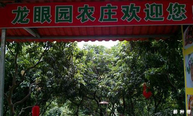 种植龙眼要考虑哪些问题？