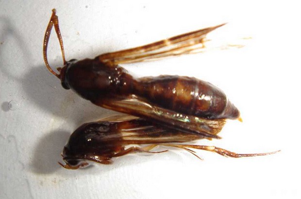 龙眼树如何防治荔枝泥蜂透翅蛾？