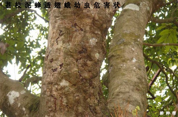 龙眼树如何防治荔枝泥蜂透翅蛾？