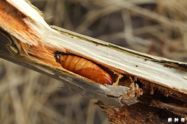 龙眼树如何防治荔枝泥蜂透翅蛾？