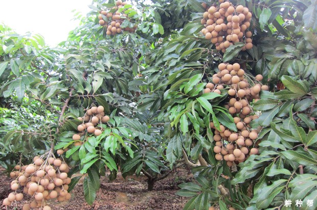 种植龙眼对环境有哪些要求？