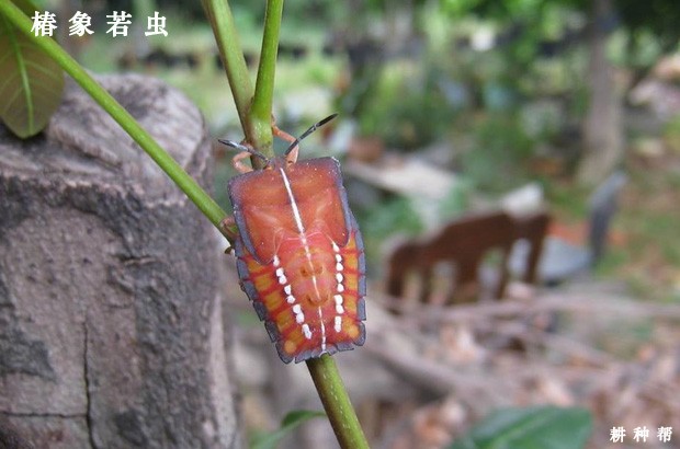 龙眼树的椿象如何防治？
