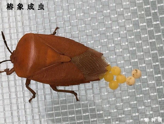 龙眼树的椿象如何防治？