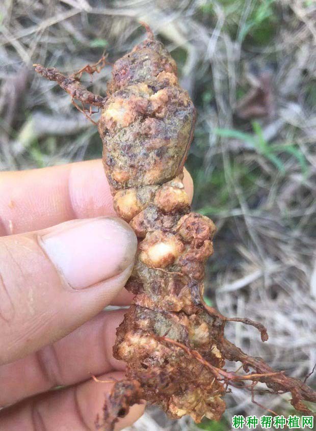 如何防治番石榴根结线虫病?附图片 如何防治番石榴根结线虫病?附图片