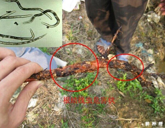 如何防治番石榴根结线虫病？附图片