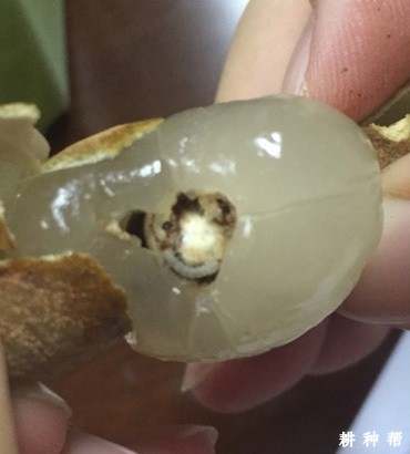 爻纹细蛾对龙眼有什么危害？