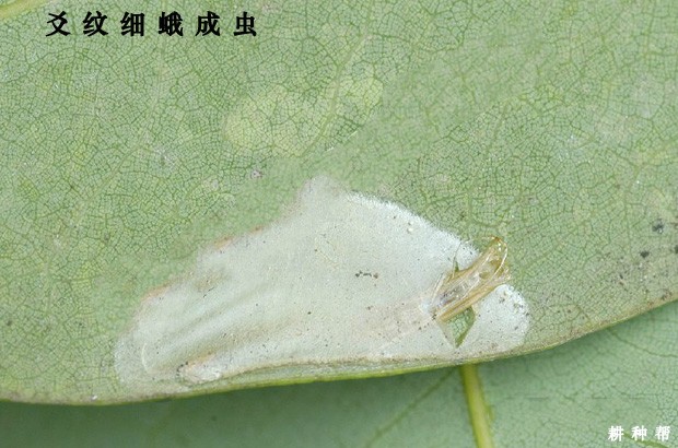 爻纹细蛾对龙眼有什么危害？