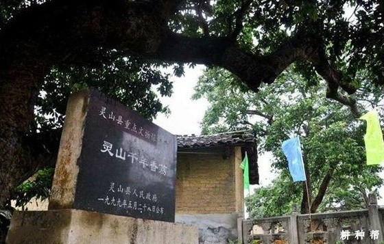 中国荔枝之乡是哪里？