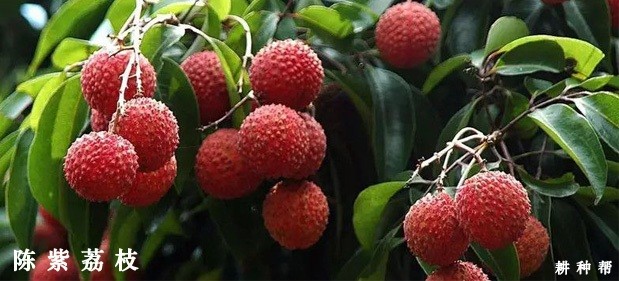 请问荔枝是什么时候成熟上市？