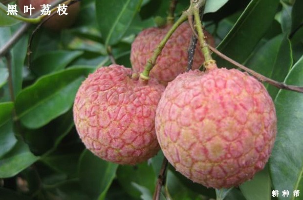 请问荔枝是什么时候成熟上市？
