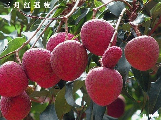 请问荔枝是什么时候成熟上市？