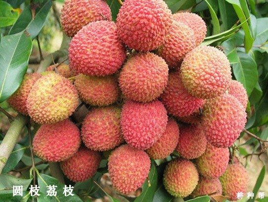请问荔枝是什么时候成熟上市？