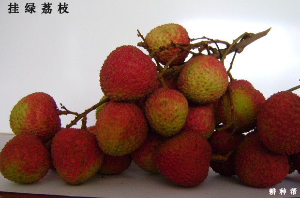 请问荔枝是什么时候成熟上市？