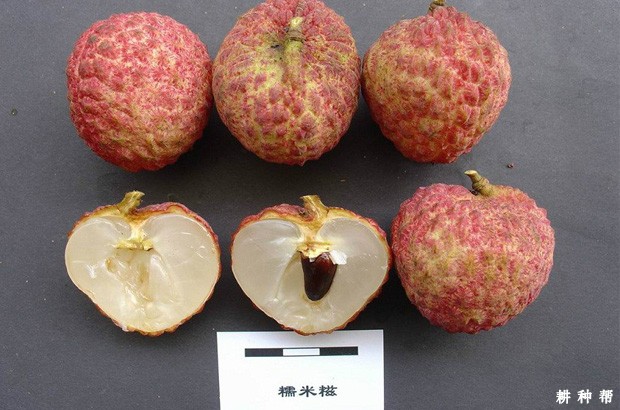 请问荔枝是什么时候成熟上市？