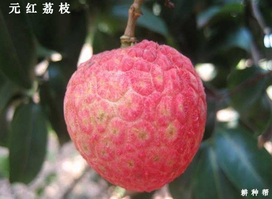 请问荔枝是什么时候成熟上市？