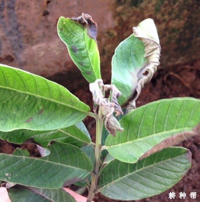番石榴炭疽病应该怎么防治？附图片