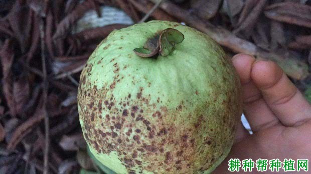 番石榴炭疽病应该怎么防治?附图片 番石榴炭疽病应该怎么防治?附图片