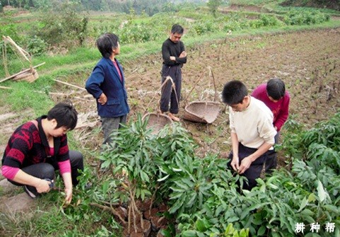荔枝在什么季节种**合适？