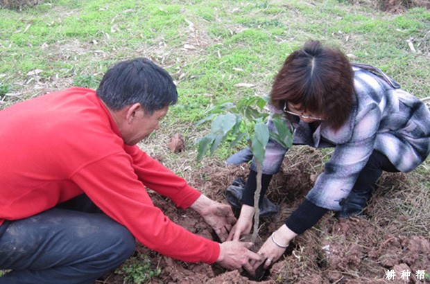 荔枝苗如何移栽定植？