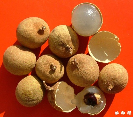 大广眼龙眼品种好不好？