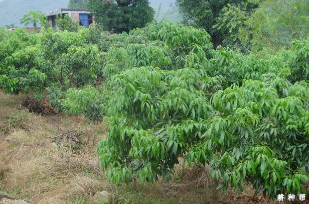 荔枝树如何施肥？