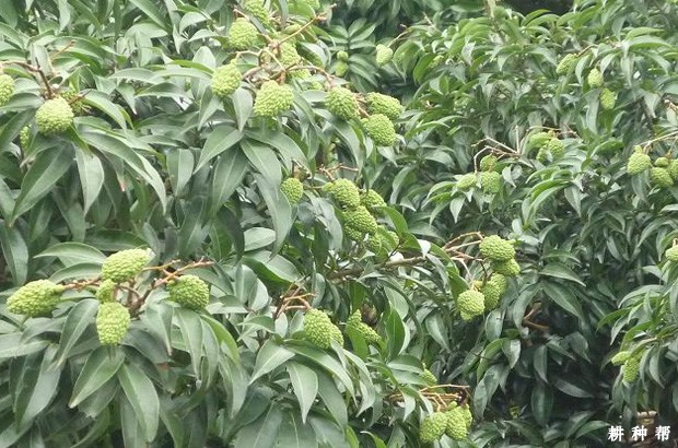 荔枝树如何施肥？