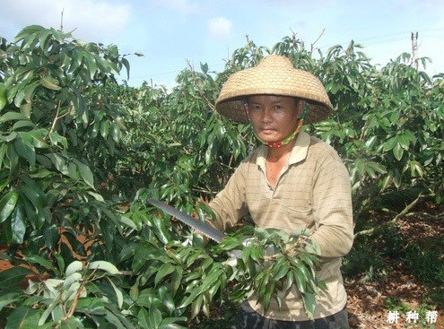 成龄荔枝树怎么修剪？