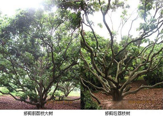 成龄荔枝树怎么修剪？