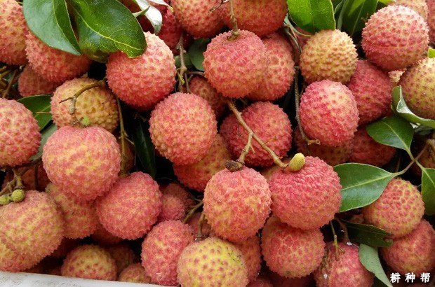 孕妇吃荔枝好不好？