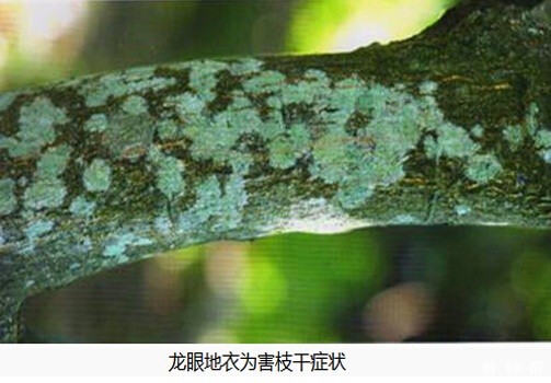 龙眼地衣病如何防治？