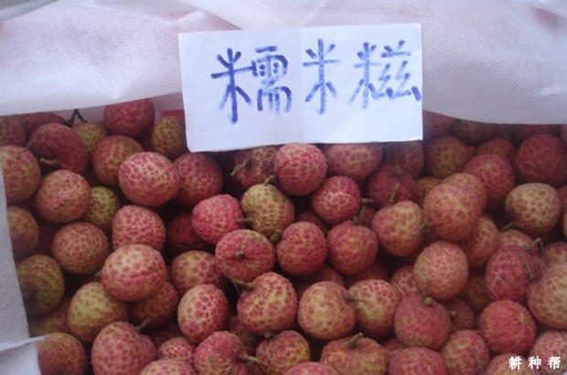 糯米糍荔枝品种好不好？