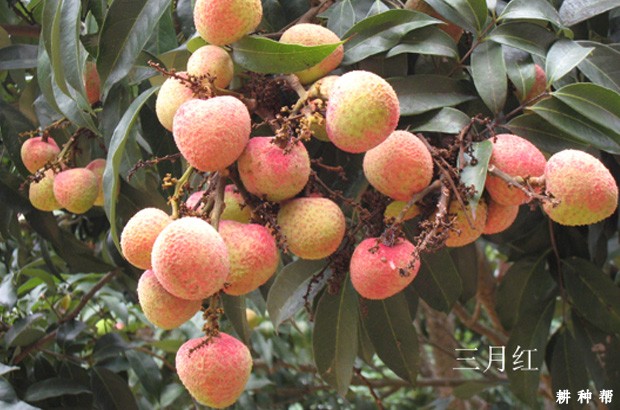 三月红荔枝品种好不好？