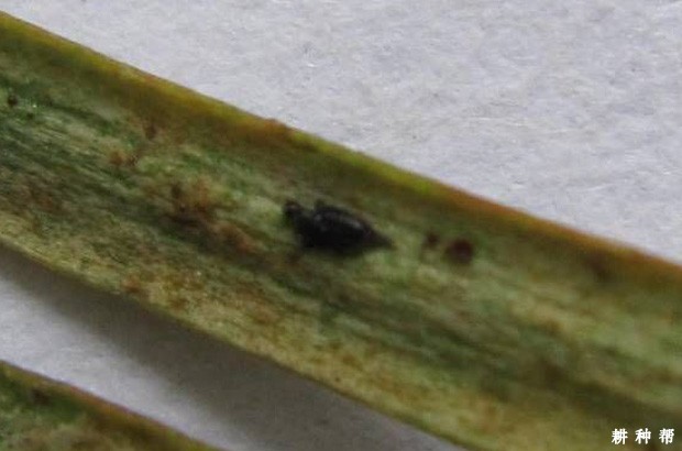 荔枝树如何防治红带滑胸针蓟马？