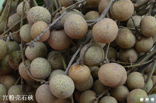 石硖龙眼品种好不好？附图片