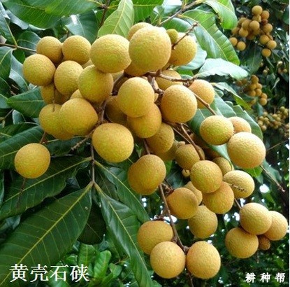 石硖龙眼品种好不好？附图片