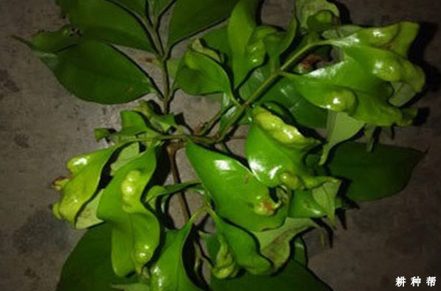荔枝瘿螨如何防治？