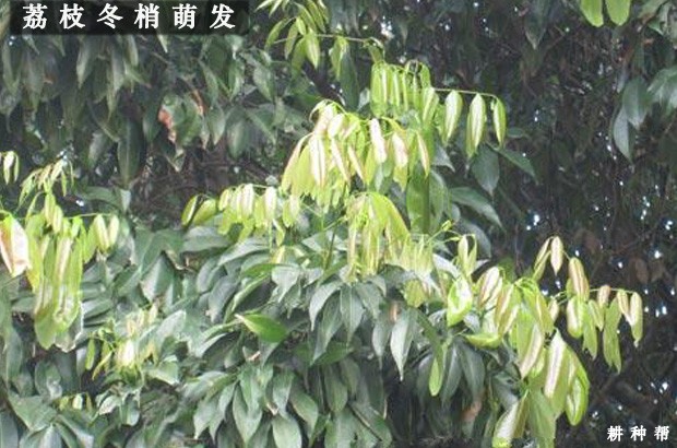 荔枝树在花芽分化期怎么管理？