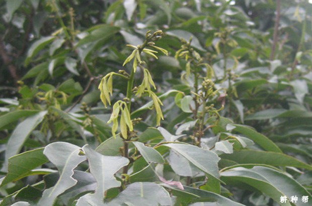 荔枝树在花芽分化期怎么管理？