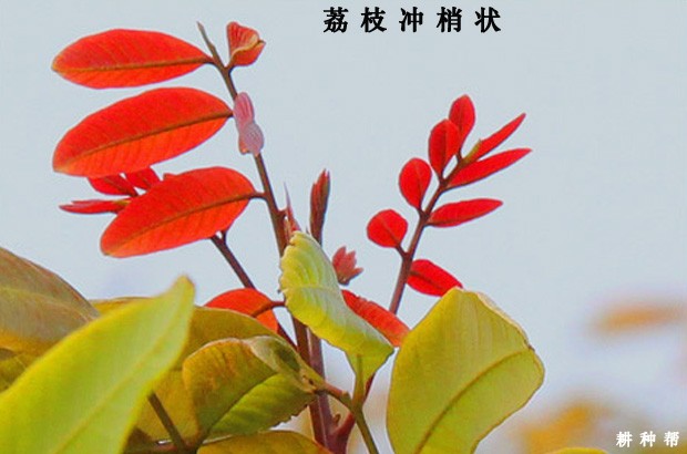 荔枝花芽分化需要什么条件？