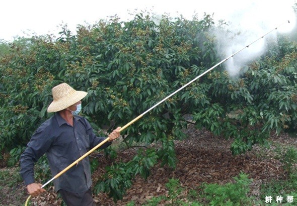 荔枝坐果率怎么提高？